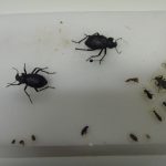 2 Captured pest insects in GEM-CC